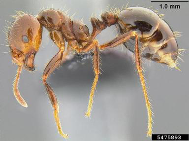 Red imported fire ant